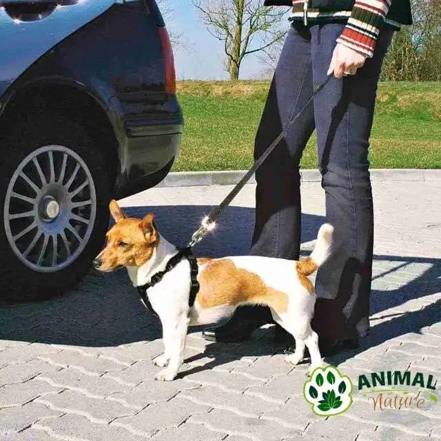 Bezbednosni set Am i povodac za pse za automobil Trixie