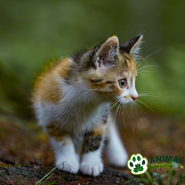ESSENTIAL THE LION hrana za mačiće bez žitarica sa 95% mesa - Animal Nature
