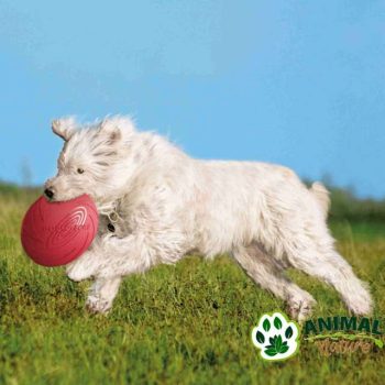 Frizbi za pse plutajući - Animal Nature