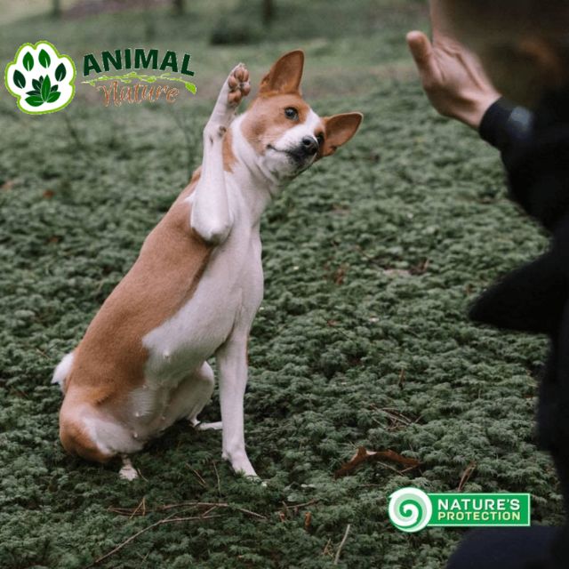 Nature’s Protection Superior Care Red Coat hrana za ridje braon pse - Animal Nature