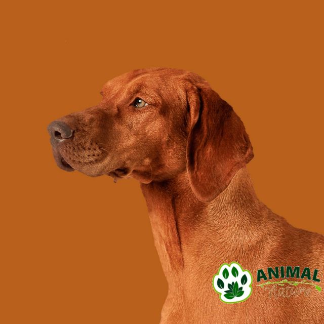 Nature’s Protection Superior Care Red Coat hrana za ridje braon pse - Animal Nature