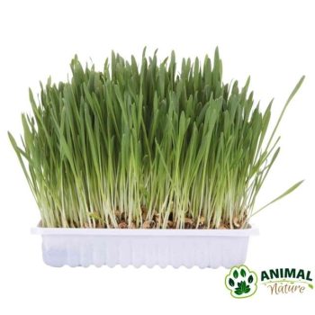 Trava u kutiji za izbacivanje progutale dlake kod mačaka Trixie