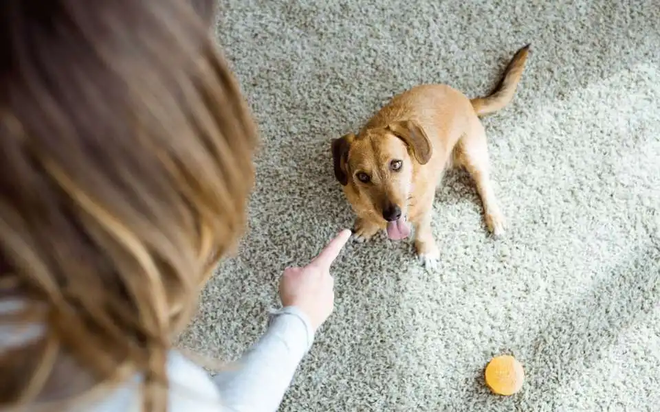10 najboljih igara u zatvorenom za pse koji ne vole zimu